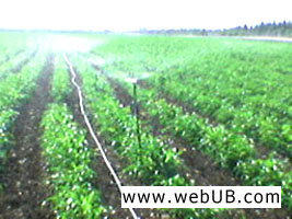 รับทำเว็บ  webUB.com