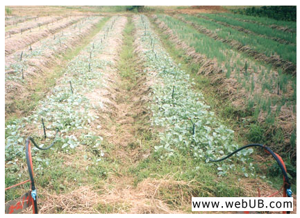 รับทำเว็บ  webUB.com