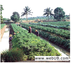 รับทำเว็บ  webUB.com